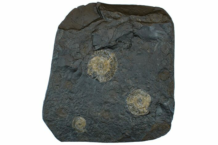 Dactylioceras Ammonite Cluster - Posidonia Shale, Germany #169471